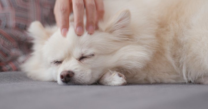 Pet Owner Massage with Her White Pomeranian Dog